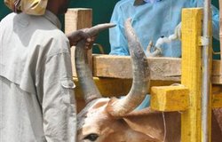 A veterinary expert from the Indian Batallion (INDBATT 6) attends to a  cow at an UNMEE 'open house' for farmers and livestock  in Adigrat, May 2007. Over the life of the Mission, more than 89,000 livestock of every kind were treated and vaccinated free of charge by INDBATT Veterinarians in Adigrat,. (Photo: Ian Steele)